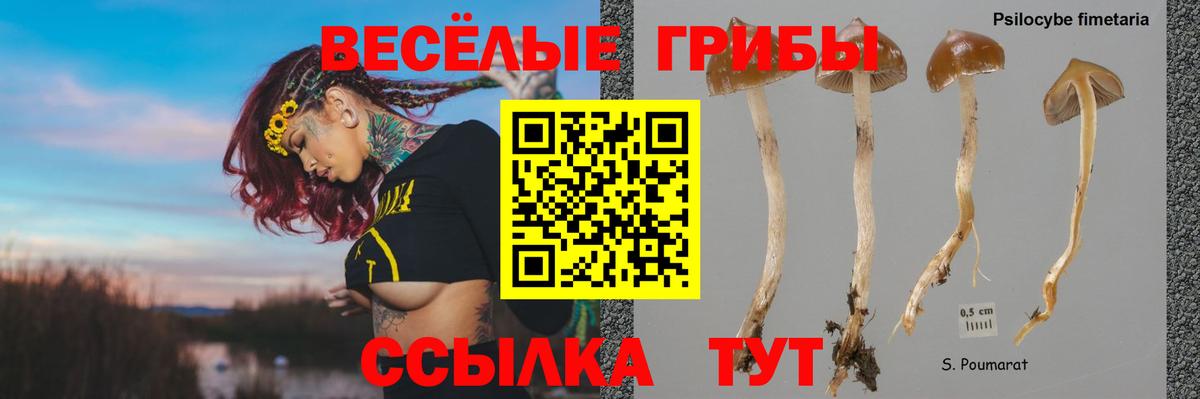 как найти наркотики  Псилоцибиновые грибы мицелий  Вход с VPN  Асино 
